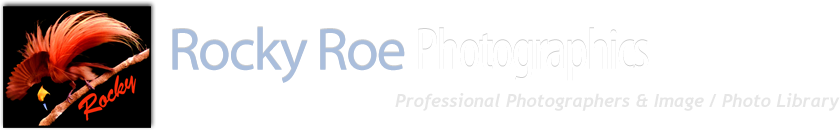 ©  Rocky Roe Photographics